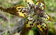Load image into Gallery viewer, Ferraria Crispa Starfish Lily 40 Pcs Flowers Seeds
