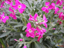 Load image into Gallery viewer, Matthiola Incana 200 Pcs Flowers Seeds