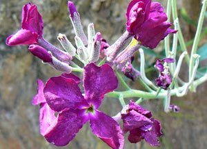 Matthiola Incana 200 Pcs Flowers Seeds