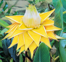 将图片加载到图库查看器，Musella Lasiocarpa - Golden Lotus Banana 50 Pcs Flowers Seeds