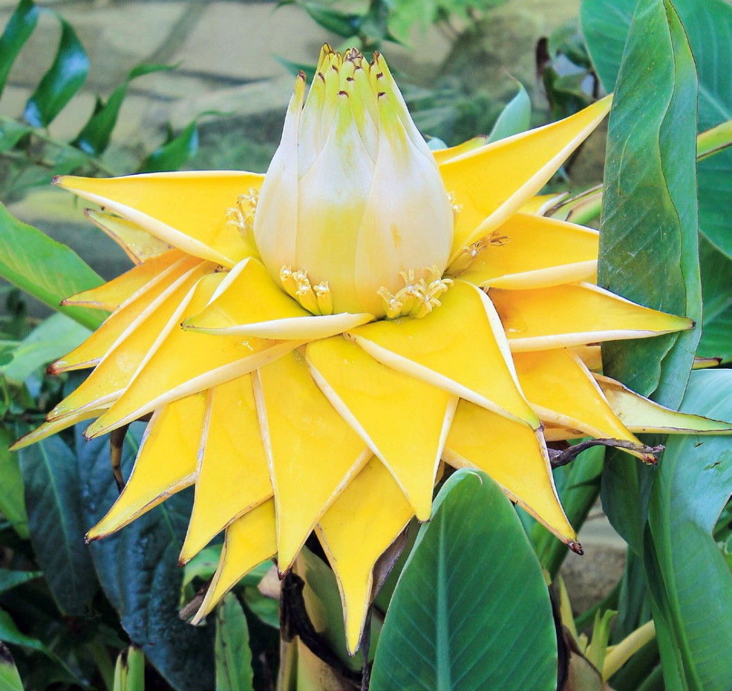 Musella Lasiocarpa - Golden Lotus Banana 50 Pcs Flowers Seeds
