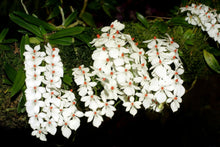 Load image into Gallery viewer, Aerangis luteoalba 5 Pcs Flowers Seeds Tanzania