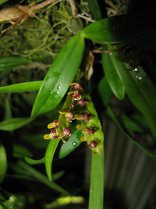 Bulbophyllum falcatum 5 Pcs Flowers Seeds