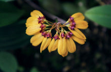 Load image into Gallery viewer, Cirrhopetalum retusiusculum 3 Pcs Flowers Seeds