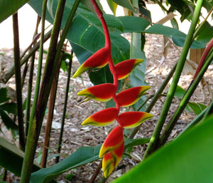 Heliconia Mix 60 Pcs Flowers Seeds