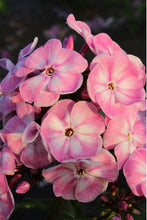 Load image into Gallery viewer, MIX Color Phlox 70 Pcs Flowers Seeds