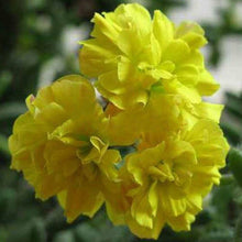 Load image into Gallery viewer, Yellow Geranium 5 Pcs Flowers Seeds