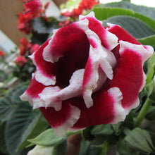 Load image into Gallery viewer, Gloxinia - Sinningia Speciosa 5 Pcs Flowers Seeds