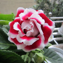 Load image into Gallery viewer, Gloxinia - Sinningia Speciosa 5 Pcs Flowers Seeds