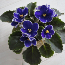 Load image into Gallery viewer, Dark Blue Color Saintpaulia Ionantha 80 Pcs Flowers Seeds