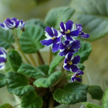 Load image into Gallery viewer, Dark Blue Color Saintpaulia Ionantha 80 Pcs Flowers Seeds