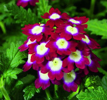 Load image into Gallery viewer, Verbena Hybrida 300 Pcs Flowers Seeds