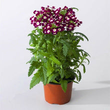Load image into Gallery viewer, Verbena Hybrida 300 Pcs Flowers Seeds