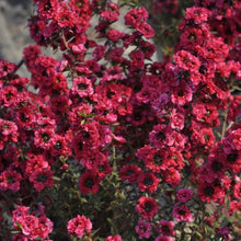 Indlæs billede til gallerivisning Leptospermum Scoparium 70 Pcs Flowers Seeds