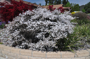 White Leptospermum Scoparium 70 Pcs Flowers Seeds