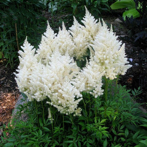 White Astilbe Chinensis 300 Pcs Flowers Seeds