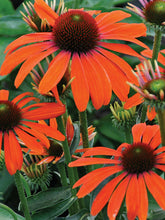 Load image into Gallery viewer, Echinacea Mix Coreflower 30 Pcs Flowers Seeds
