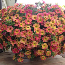 Load image into Gallery viewer, Petunia Flower with Yellow Eye 100 Pcs Flowers Seeds