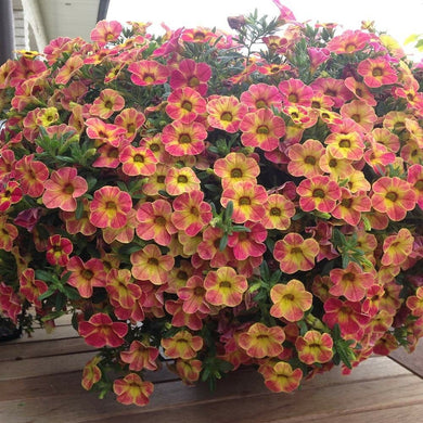 Petunia Flower with Yellow Eye 100 Pcs Flowers Seeds