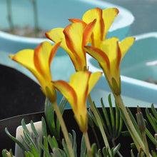 将图片加载到图库查看器，The Netherlands Oxalis Namaquensis 250 Pcs Flowers Seeds