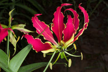 Load image into Gallery viewer, Gloriosa Superba Lily 15 Pcs Flowers Seeds