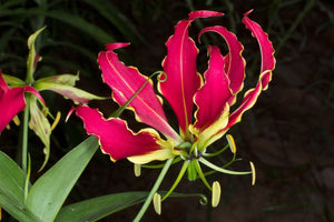 Gloriosa Superba Lily 15 Pcs Flowers Seeds