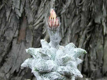 Indlæs billede til gallerivisning Astrophytum Coahuilense &#39;Hakuran&#39; 4 Seeds Cacti Mexico