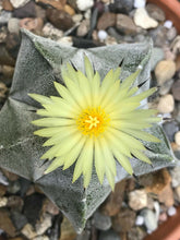 Load image into Gallery viewer, Astrophytum coahuilense 6 Seeds Cacti Mexico
