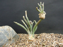 Indlæs billede til gallerivisning Astrophytum caput-medusae 5 Pcs Seeds Mexico