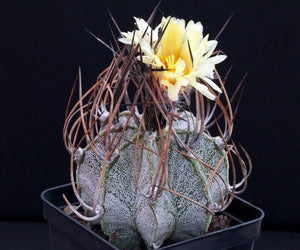 Astrophytum capricorne (Goat’s Horn Cactus) 5 Seeds Cacti Mexico