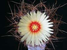 Indlæs billede til gallerivisning Astrophytum capricorne (Goat’s Horn Cactus) 5 Seeds Cacti Mexico