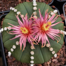 Indlæs billede til gallerivisning Astrophytum asterias &#39;Shinshowa Red&#39; 5 Pcs Seeds Cacti Mexico