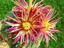 Load image into Gallery viewer, Astrophytum asterias &#39;Shinshowa Red&#39; 5 Pcs Seeds Cacti Mexico