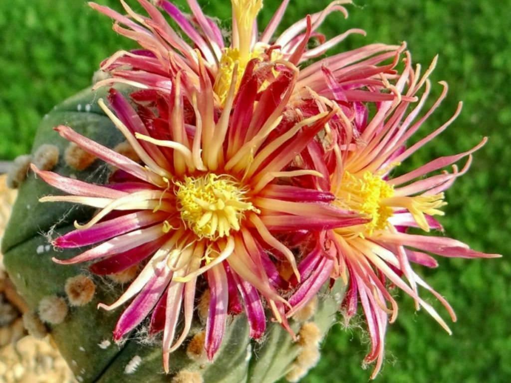Astrophytum asterias 'Shinshowa Red' 5 Pcs Seeds Cacti Mexico