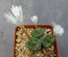Load image into Gallery viewer, Conophytum cubicum 10 Pcs Seeds