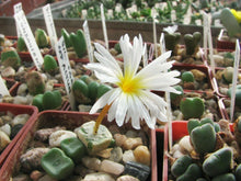 Load image into Gallery viewer, Conophytum cubicum 10 Pcs Seeds