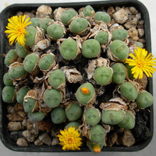 Load image into Gallery viewer, Conophytum meyeri 10 Pcs Seeds