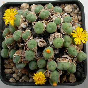 Conophytum meyeri 10 Pcs Seeds