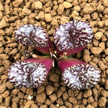 Load image into Gallery viewer, Conophytum obcordellum (Dumpling) 10 Pcs Seeds