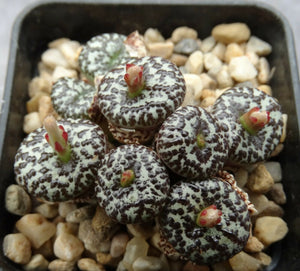 Conophytum obcordellum (Dumpling) 10 Pcs Seeds