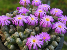 Load image into Gallery viewer, Conophytum turrigerum 10 Pcs Seeds