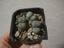 Load image into Gallery viewer, Conophytum wittebergense 10 Pcs Seeds