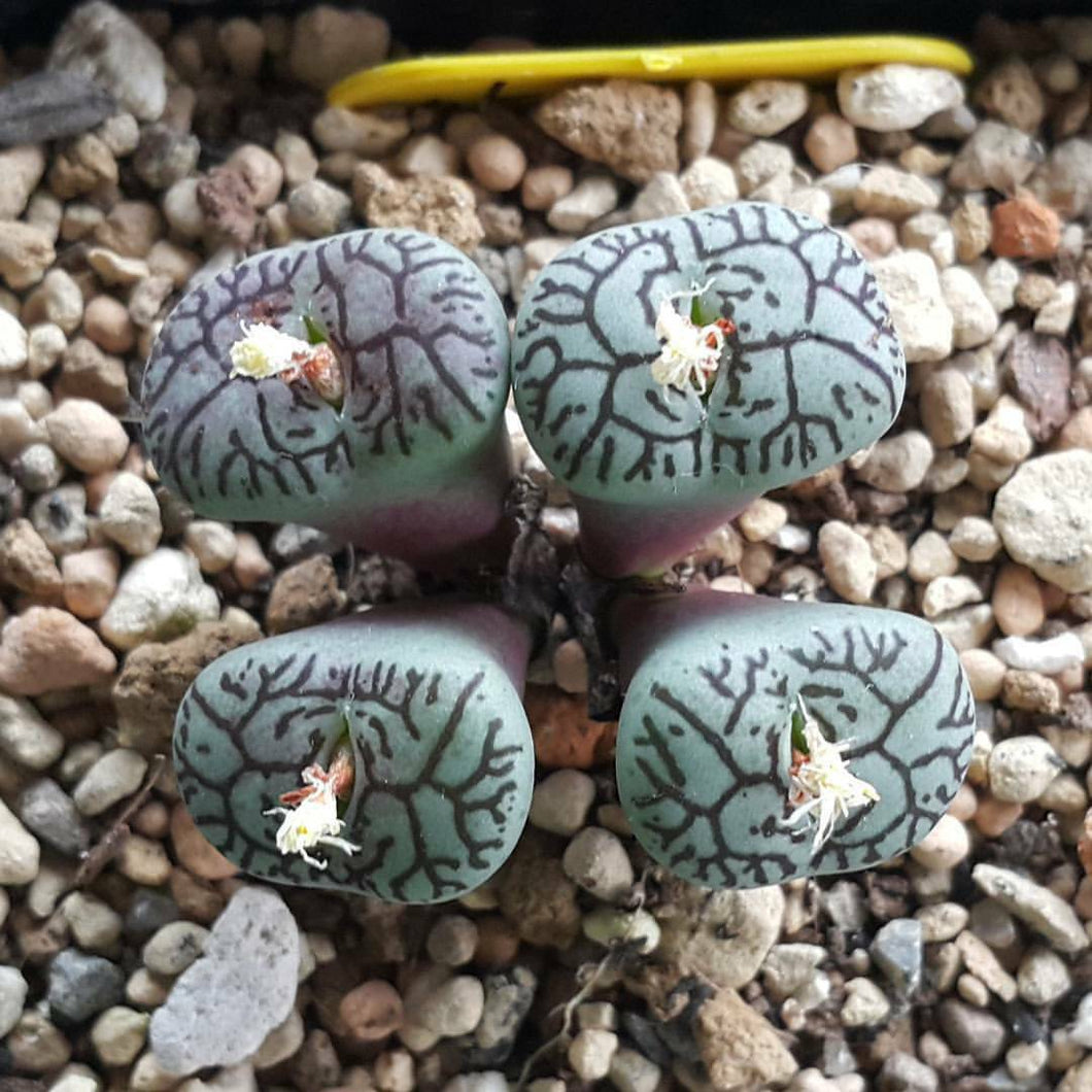 Conophytum wittebergense 10 Pcs Seeds
