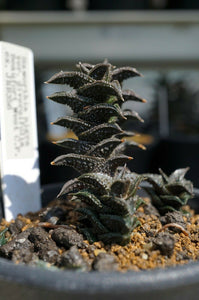 Haworthia nigra var. diversifolia (5 Seeds)