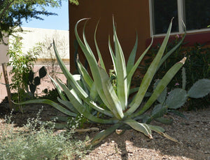 Agave vilmoriniana (Octopus Agave) 8 Pcs Seeds South Africa