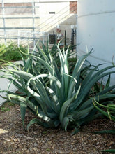 Load image into Gallery viewer, Agave vilmoriniana (Octopus Agave) 8 Pcs Seeds South Africa