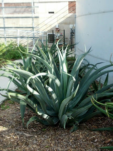 Agave vilmoriniana (Octopus Agave) 8 Pcs Seeds South Africa