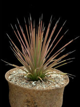 Load image into Gallery viewer, Agave stricta rubra – Red  10 Seeds South Africa