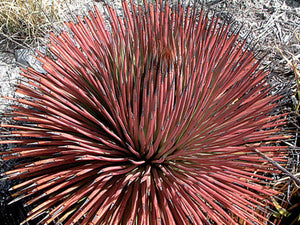 Agave stricta rubra – Red  10 Seeds South Africa