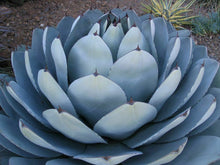 Load image into Gallery viewer, Agave parryi var. truncata &#39;Huntington&#39; 20 Pcs Seeds South Africa